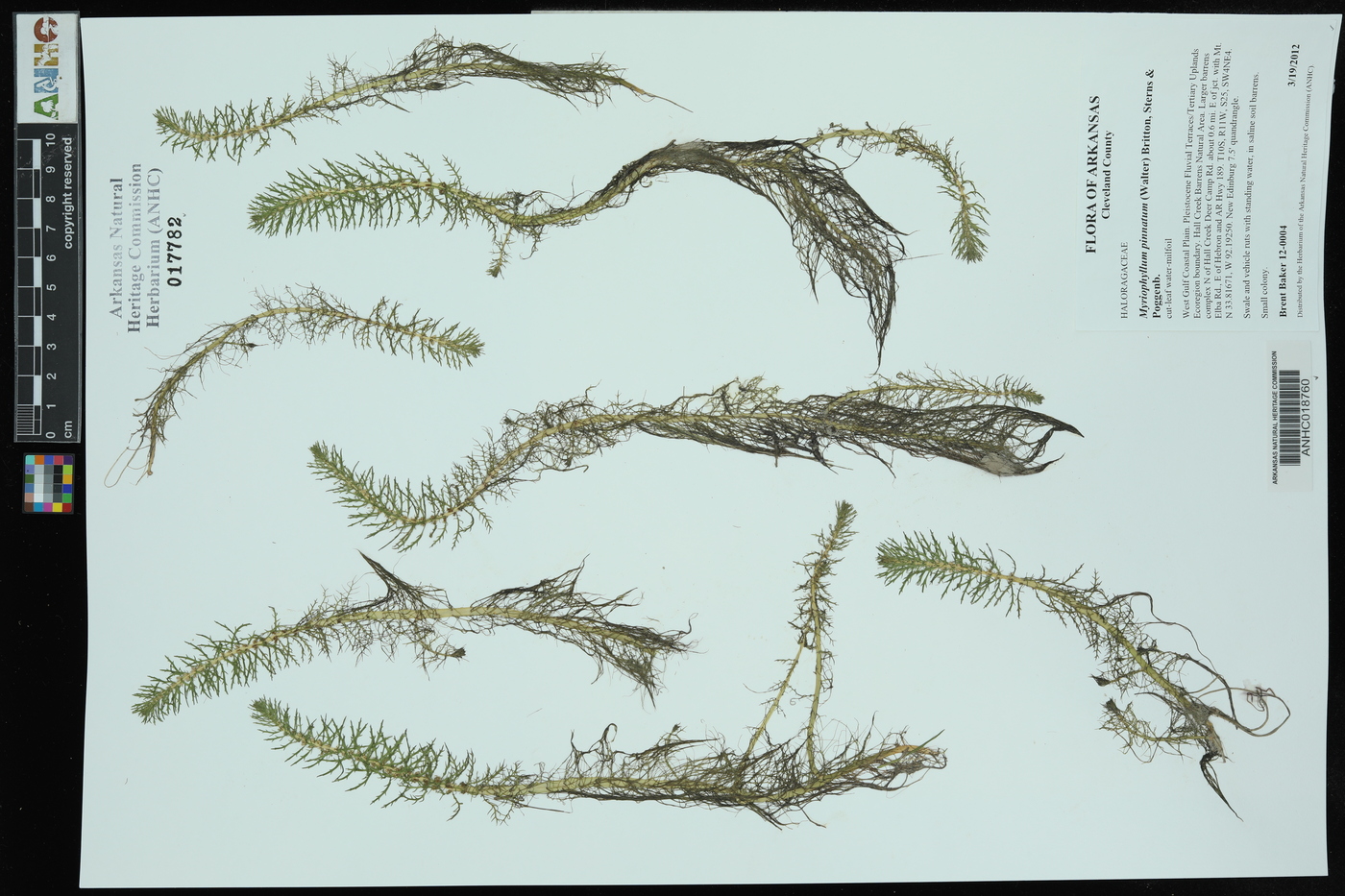 Myriophyllum pinnatum image