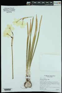 Narcissus ×medioluteus image