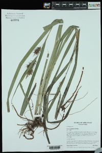 Carex gigantea image