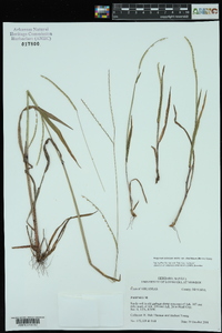 Paspalum setaceum var. ciliatifolium image