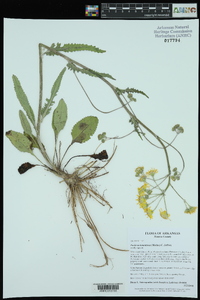 Packera tomentosa image