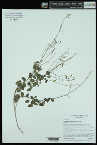 Desmodium marilandicum image