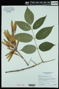 Fraxinus profunda image