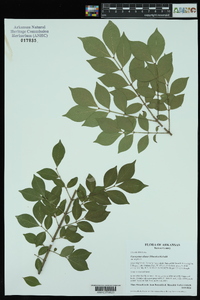 Euonymus alatus image