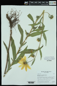 Helianthus maximiliani image