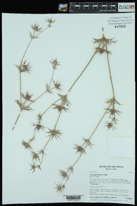 Eryngium hookeri image