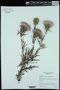 Cirsium discolor image