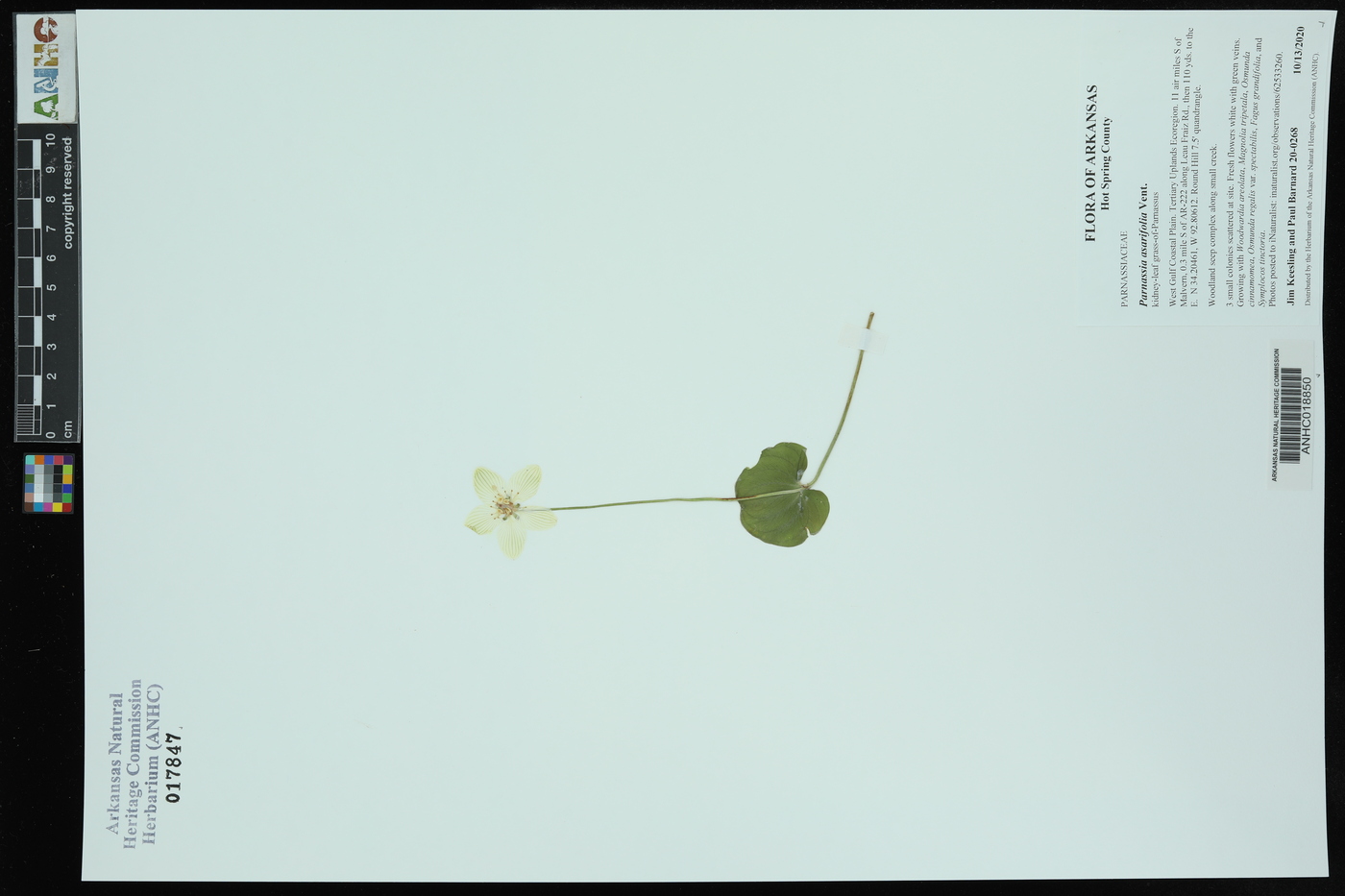 Parnassia asarifolia image