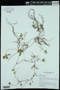 Marsilea quadrifolia image