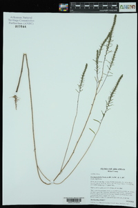 Iva angustifolia image