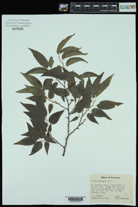 Celtis laevigata image