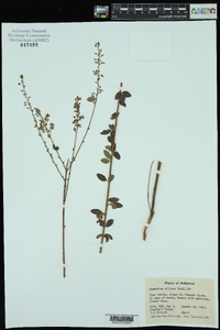 Desmodium ciliare image