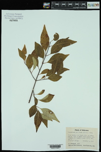 Forestiera acuminata image