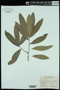 Quercus phellos image