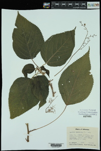 Laportea canadensis image