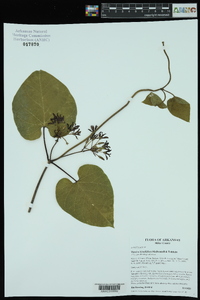 Matelea hirtelliflora image