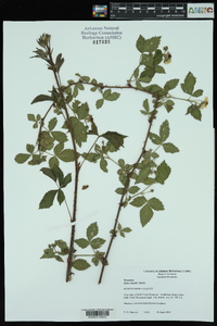 Rubus bushii image