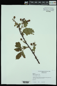 Rubus pensilvanicus image