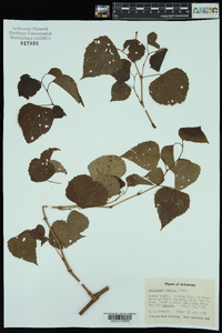 Ampelopsis cordata image