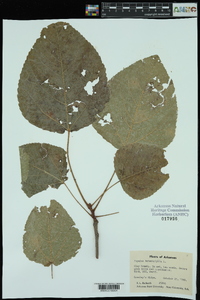 Populus heterophylla image