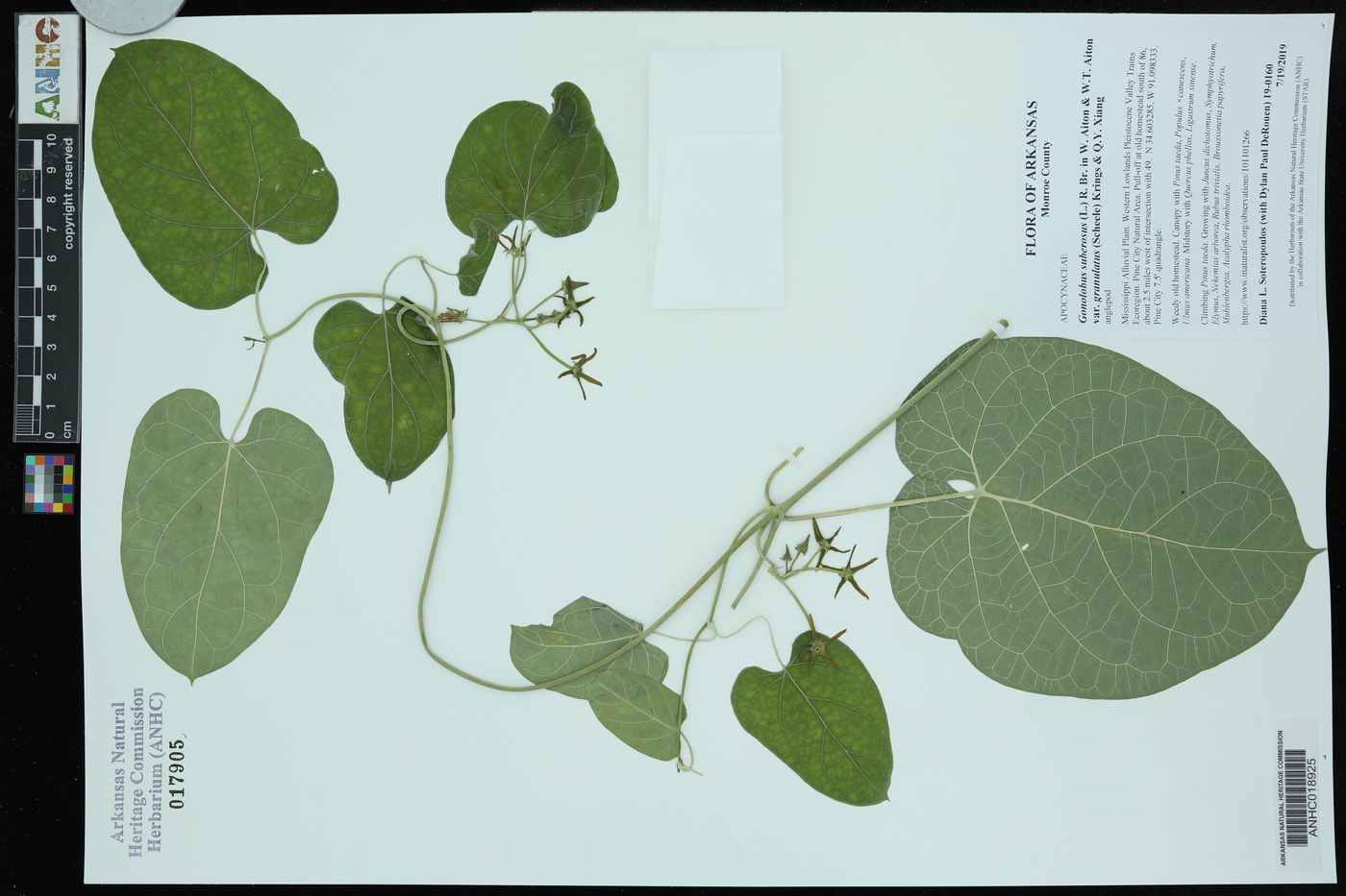Gonolobus suberosus var. granulatus image