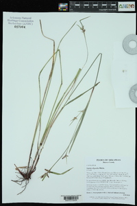 Scleria oligantha image