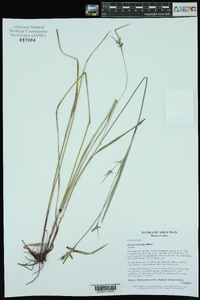 Scleria oligantha image