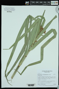 Rhynchospora corniculata image