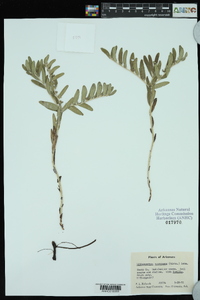 Lithospermum canescens image