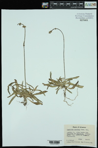 Froelichia gracilis image