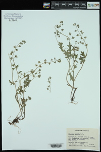 Phacelia hirsuta image