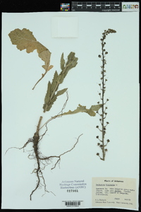 Verbascum blattaria image