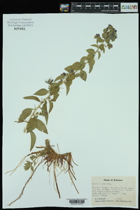 Hydrolea ovata image