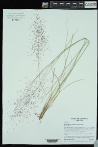 Muhlenbergia capillaris image