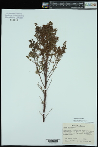 Lechea mucronata image