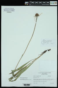 Echinacea pallida image