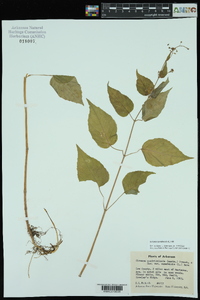 Circaea canadensis image