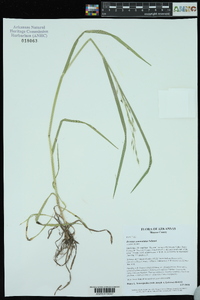 Bromus commutatus image