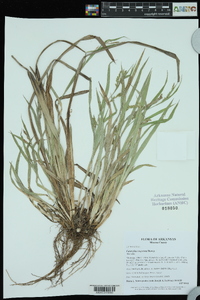 Carex flaccosperma image