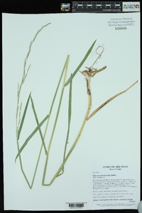 Glyceria septentrionalis image