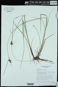 Carex complanata image