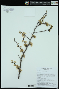 Prunus angustifolia image