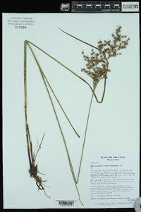 Juncus nodatus image