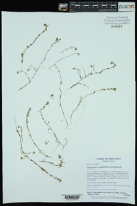 Callitriche heterophylla var. heterophylla image