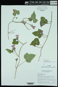 Ipomoea lacunosa image