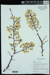 Prunus mexicana image