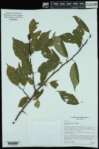 Prunus mexicana image