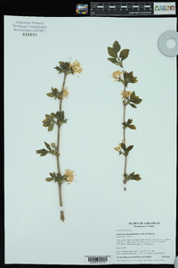 Lonicera fragrantissima image