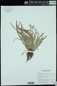 Luzula acuminata var. carolinae image