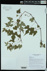 Vitis palmata image